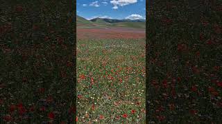 Fioritura di Castelluccio