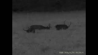 PARD Night Stalker 4K LRF 940nm 5,6x TEST vol.2 | LOVU ZDAR TV