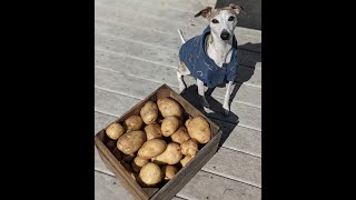 How to Grow Potatoes & Onions in Containers/Bags