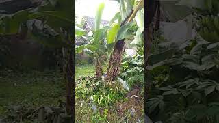 Pohon pisang pendek sudah berbuah!