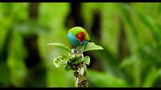 The Beauty of Nature - Birds of a Colombian Garden