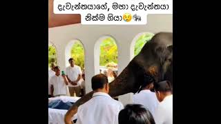 මිනිස්සුන්ට නැති ගුණ...සත්තුන්ට තියෙනවා 😥🙏