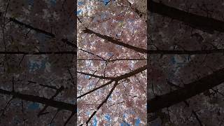 cherry blossom, Seattle UW, University of Washington #spring #cherryblossom #flowers