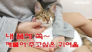 사랑스러운 무릎냥. 아기고양이 나나