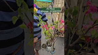 How to production bougainvillea plants