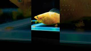 Fish Giving Birth Golden Molly  #shorts #aquarium #viral #fishvideo #mollyfish #giving