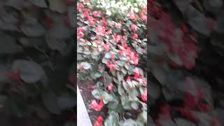 Amenajare Spatiu Verde Public cu Begonia