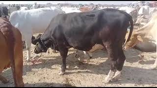 Superhit new kankrej cow with cholistani bull multan cattle market video