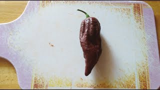 VIDEOASSAGGIO NAGA MORICH CHOCOLATE!!!