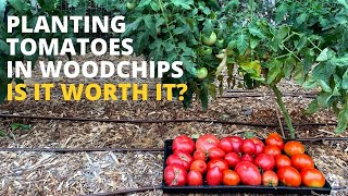 Planting Tomatoes In Wood Chips is AMAZING or MEH???