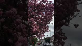 #Spring time #Shorts | Mesmerising #Pink Cherry Blossoms | #Nature #2022 #UK #Shorts #PinkFlowers