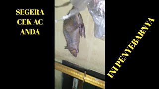 Penyebab utama tikus di dalam ac