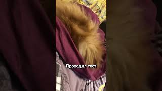 Если разговаривать со своим питомцем будет #юмор #pets #собака #шпиц