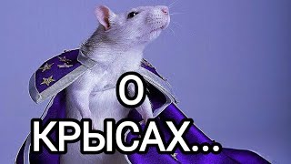 🍀Таро расклад🍀 КАК ТАМ КРЫСЫ ПОЖИВАЮТ?  Что делают?👀💣🐀