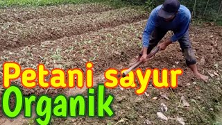 Semangat petani muda bercocok tanam sayur organik.