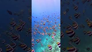 How SPECTACULAR is snorkeling in the Maldives?! 😍 #maldives #snorkeling #luxurytravel #shorts