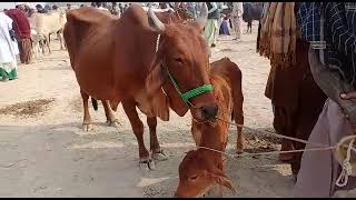 Today video super cow and buwl video lonna cattle market