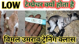 Low Temprerature Se Bakri Ko Marne Se Kaise Bachaye |Kya Elaj Karenge |Vimalumrao Training Classes