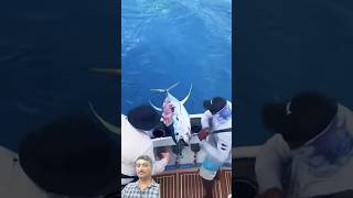 Tona Fish Is Shark Attack #fishing #shortsvideo #fish #shark #tonafiah🙆‍♂️😮😮