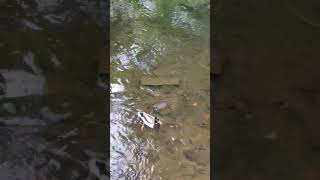 Lonely Duck Paddling In Water