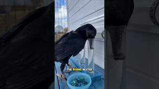 This crow has a 1000 IQ and here is why 🤯 #fyp