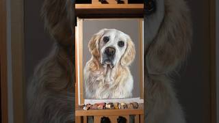 Process of my latest pastel white golden retriever🥰..#art #pastelpencils #softpastel #dog #shorts