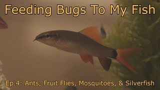 Feeding Bugs To My Fish ep.4: Ants, Fruit Flies, Mosquitoes, & Silverfish