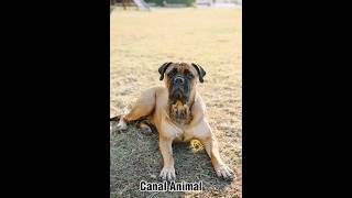 Historia y origen del bullmastiff 🐶🐶.. #animals #history #bullmastiffs