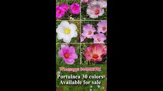 Jumbo Available - Portulaca 30 colors for sale online - Pathumani Poovu - Whatsapp : 9445450701