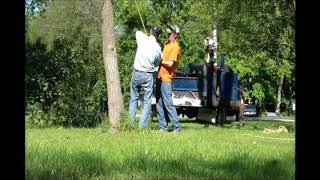 Pulling Over Large Stubborn Elm Tree