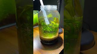 Shrimp aquarium ecosystem in a jar