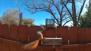 Squirrel VS Peanuts