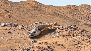 Mars Perseverance Rover Sends New 4k Video Footage of Mars on Sol 1161 | Mars 4k Video | Mars In 4k