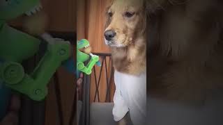 Funny dog 1 #shorts #funny  #viral #funnyvideo