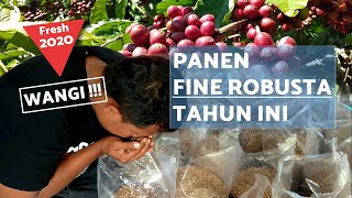 Panen Awal Kopi Robusta Lombok