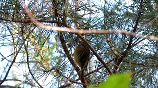 Желтоголовый Королёк - Самая маленькая птица России / Goldcrest - most tiny bird in Russia