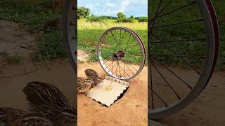 Quick DIY Trap - Quail Trap #shorts