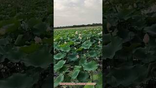 કુદરતી સ્થળ beautiful Lotus flowers nature view in Ranjitpur village lake Gujarat