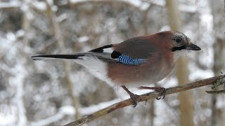 Сойка/Кормится в кормушке