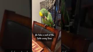 Parrot eating SHIMP!! I can’t #parrot #vlogs #animals