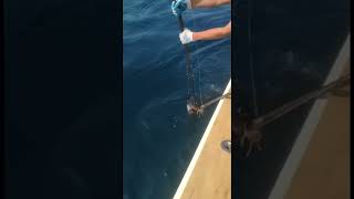 Daytime Sword fishing N Atlantic Ocean #swordfish #swordfishing #doublemarker #squid #fishing #fish