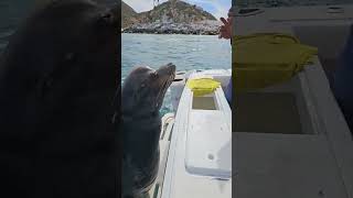 Sea lion tricks