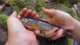 Fishing A Secret spot for Native Trout! (Vlog)