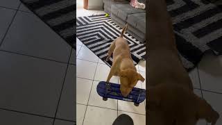 O SEBASTIAN PITBULL APRENDEU ANDAR DE SKATE AGORA ELE TEM  UM NOVO HOBBY #shorts