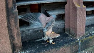 Paarung bei den Turmfalken & Maus als Geschenk | 03.02.2024