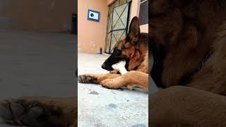 German shepherd with calcium bone #viral #trending #dogshorts #ytshorts