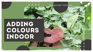 Syngonium Plant Varieties | Care and Tips | Plant Styling