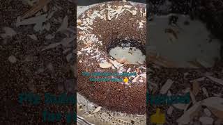 Delicious Semolina (Suji) Chocolate Cake without flour 😋 | Bukhari's Kitchen