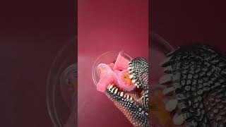 STRAWBERRY YOOGA SIPS & WITH DINOSAUR 🦖 #asmr #toys #candy #subscribe #shorts