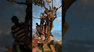 African Kids Hanging Off A Tree Singing ~ Girls like you #shorts #youtubeshorts #viral